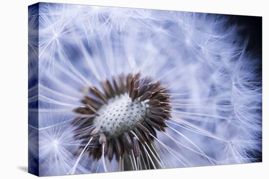 Dandelion Seed Head Macro close up with Some Seeds Missing-elenathewise-Stretched Canvas