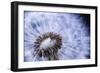 Dandelion Seed Head Macro close up with Some Seeds Missing-elenathewise-Framed Photographic Print