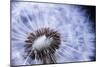 Dandelion Seed Head Macro close up with Some Seeds Missing-elenathewise-Mounted Photographic Print