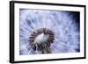 Dandelion Seed Head Macro close up with Some Seeds Missing-elenathewise-Framed Photographic Print