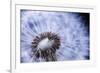 Dandelion Seed Head Macro close up with Some Seeds Missing-elenathewise-Framed Photographic Print