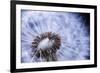 Dandelion Seed Head Macro close up with Some Seeds Missing-elenathewise-Framed Photographic Print