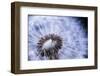 Dandelion Seed Head Macro close up with Some Seeds Missing-elenathewise-Framed Photographic Print