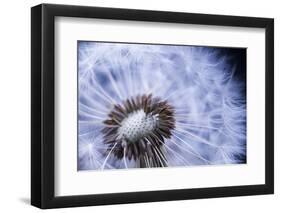 Dandelion Seed Head Macro close up with Some Seeds Missing-elenathewise-Framed Photographic Print