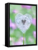 Dandelion Seed Head, UK Garden-null-Framed Stretched Canvas