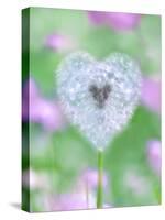 Dandelion Seed Head, UK Garden-null-Stretched Canvas