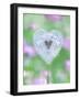 Dandelion Seed Head, UK Garden-null-Framed Photographic Print