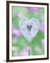 Dandelion Seed Head, UK Garden-null-Framed Photographic Print
