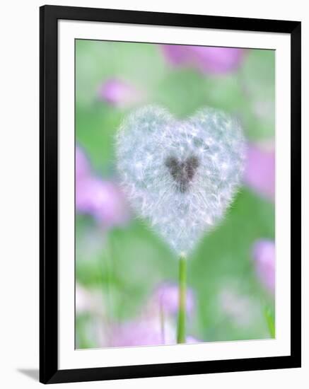 Dandelion Seed Head, UK Garden-null-Framed Photographic Print