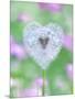 Dandelion Seed Head, UK Garden-null-Mounted Photographic Print