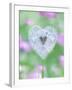 Dandelion Seed Head, UK Garden-null-Framed Photographic Print