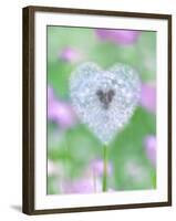 Dandelion Seed Head, UK Garden-null-Framed Photographic Print