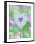 Dandelion Seed Head, UK Garden-null-Framed Photographic Print