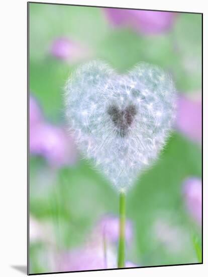 Dandelion Seed Head, UK Garden-null-Mounted Photographic Print