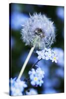 Dandelion Seed Head-Georgette Douwma-Stretched Canvas