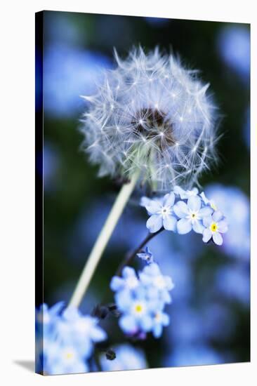 Dandelion Seed Head-Georgette Douwma-Stretched Canvas