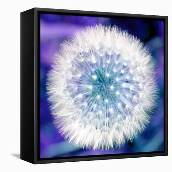 Dandelion Seed Head-Victor De Schwanberg-Framed Stretched Canvas