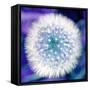 Dandelion Seed Head-Victor De Schwanberg-Framed Stretched Canvas