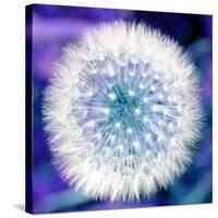 Dandelion Seed Head-Victor De Schwanberg-Stretched Canvas