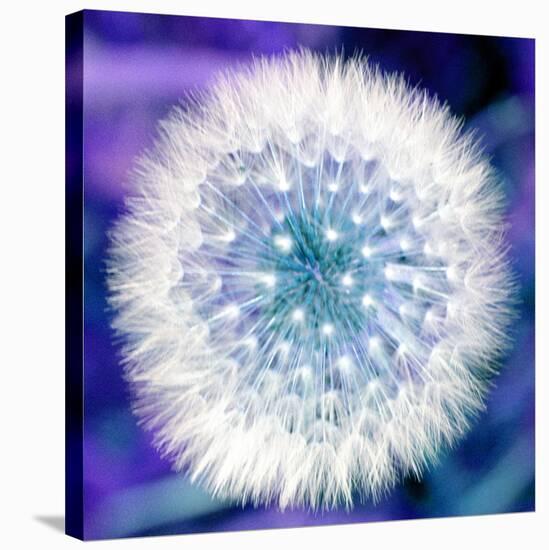 Dandelion Seed Head-Victor De Schwanberg-Stretched Canvas