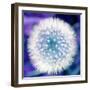 Dandelion Seed Head-Victor De Schwanberg-Framed Premium Photographic Print