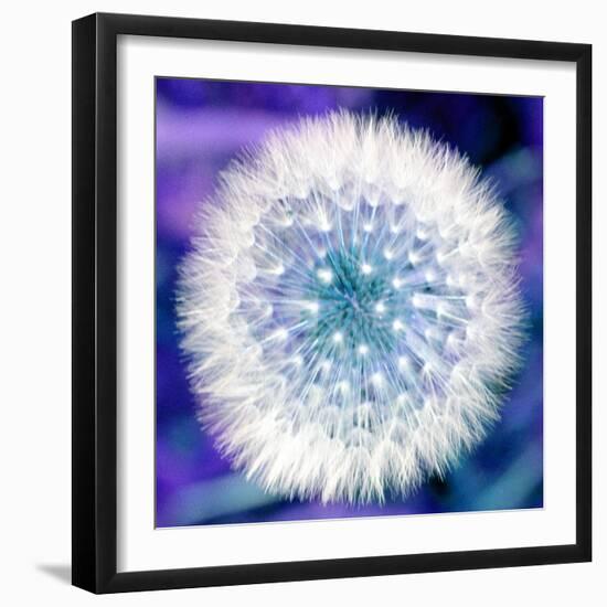 Dandelion Seed Head-Victor De Schwanberg-Framed Premium Photographic Print