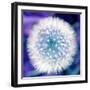 Dandelion Seed Head-Victor De Schwanberg-Framed Premium Photographic Print