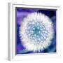 Dandelion Seed Head-Victor De Schwanberg-Framed Premium Photographic Print