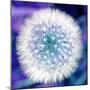 Dandelion Seed Head-Victor De Schwanberg-Mounted Premium Photographic Print