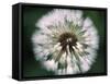 Dandelion Seed Head-Dr^ Nick-Framed Stretched Canvas