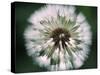 Dandelion Seed Head-Dr^ Nick-Stretched Canvas