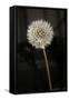 Dandelion Seed Head-null-Framed Stretched Canvas