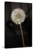 Dandelion Seed Head-null-Stretched Canvas