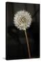Dandelion Seed Head-null-Stretched Canvas