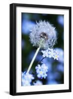 Dandelion Seed Head-Georgette Douwma-Framed Photographic Print