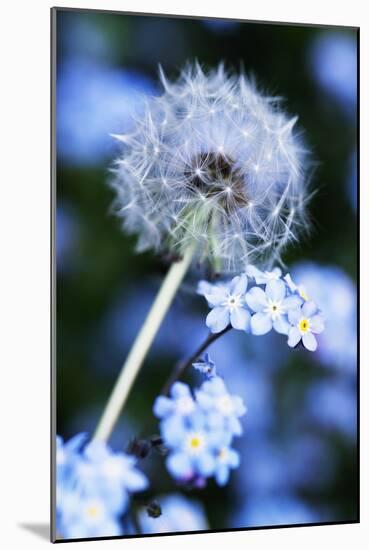 Dandelion Seed Head-Georgette Douwma-Mounted Photographic Print