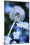 Dandelion Seed Head-Georgette Douwma-Mounted Photographic Print