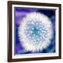 Dandelion Seed Head-Victor De Schwanberg-Framed Photographic Print