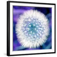 Dandelion Seed Head-Victor De Schwanberg-Framed Photographic Print