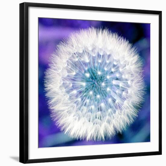 Dandelion Seed Head-Victor De Schwanberg-Framed Photographic Print