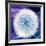 Dandelion Seed Head-Victor De Schwanberg-Framed Photographic Print