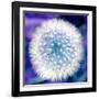 Dandelion Seed Head-Victor De Schwanberg-Framed Photographic Print