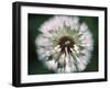 Dandelion Seed Head-Dr^ Nick-Framed Photographic Print