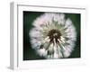 Dandelion Seed Head-Dr^ Nick-Framed Photographic Print