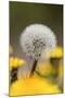 Dandelion Seed Head-null-Mounted Photographic Print