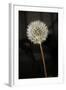 Dandelion Seed Head-null-Framed Photographic Print