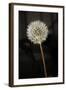 Dandelion Seed Head-null-Framed Photographic Print