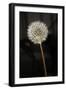 Dandelion Seed Head-null-Framed Photographic Print