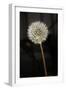 Dandelion Seed Head-null-Framed Photographic Print