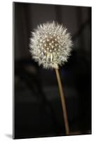 Dandelion Seed Head-null-Mounted Photographic Print